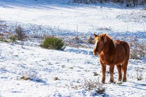 wild horse posing on snowy mountain slope photo