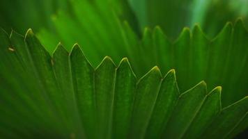 Tropical dark green leaves texture background or wallpaper. photo