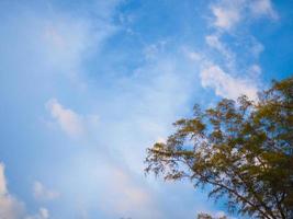 Bright sky background with trees photo