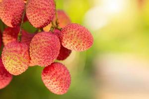 lychee on tree photo