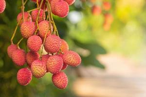 lichi en el árbol foto