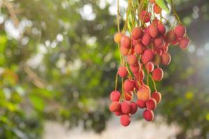 lichi en el árbol foto