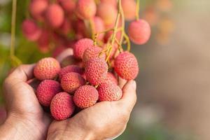 lychee on tree photo