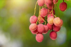 lychee on tree photo