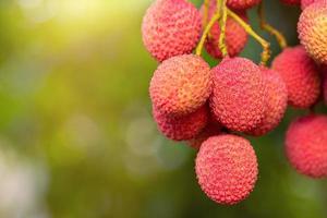 lichi en el árbol foto