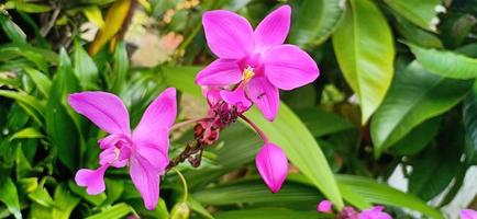 flower and scenery background photo