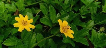 flower and scenery background photo