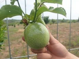 hand holding unripe passion fruit creeping in garden on blur background photo