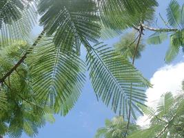 green leaves on blue sky and clouds background photo