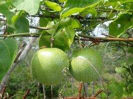 two unripe passion fruit vines on fence on a blurred background. Passiflora edulis, commonly known as passion fruit belongs to the genus Passiflora. This fruit is round and has yellow webbed seeds. photo