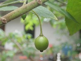 kersen, seri, ceri, talok o kerukup siam muntingia calabura fruta en una rama de árbol con un fondo borroso. es una especie de árbol y su fruto es pequeño y dulce de color rojo brillante. foto