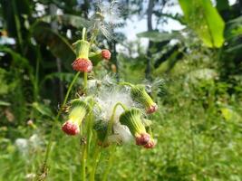 Weeds in the garden on a blurred background. Its Sintrong Crassocephalum crepidioides also called ebolo, thickhead, redflower ragleaf, or fireweed is a type of weed plant belonging to the Asteraceae photo