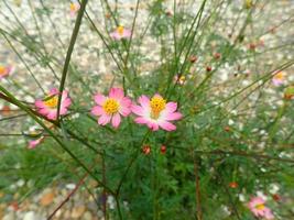 Kenikir - Indonesia or Cosmos flower blooming in the garden with blur background. Cosmos is a genus, with the same common name of cosmos, consisting of flowering plants in the sunflower family. photo