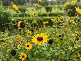 Sun Flower with bee photo