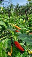 Chili tree starting to bear fruit photo