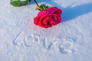 una rosa tierna y exuberante yace en la nieve junto a la inscripción sobre una declaración de amor foto