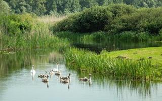 Group of swans swimming in lake photo