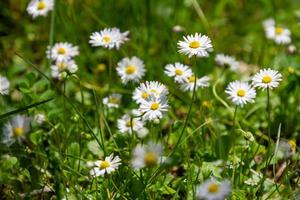 Chamomile field close up photo