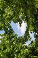 Tree branches creates heart shape photo