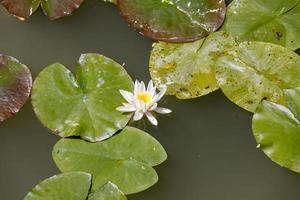 Lotus water lily in pond photo