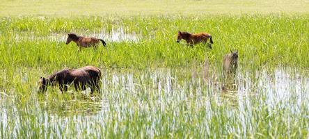 Group of horses in pond photo