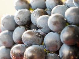 cerrar imagen de uvas rojas con gotas de agua foto