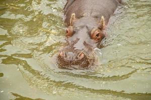 Adult hippo in pool photo