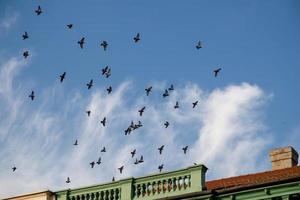 Flock of pigeons flying on clear blue sky photo