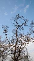 hermoso árbol de fondo con cielo azul foto