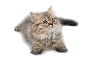 Cute tabby kitten on white background photo