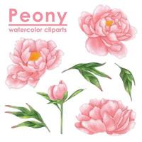 Pink Peony Flower Watercolor Clipart Hand-drawn Illustration vector