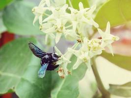 A black insect swarms the flowers for pollination. photo