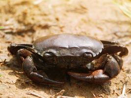 A large purple crab with a strong shape. photo