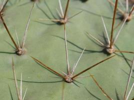 Spikes caused by natural plants photo