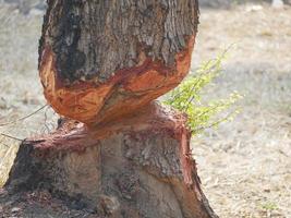 árboles que están siendo cortados. foto