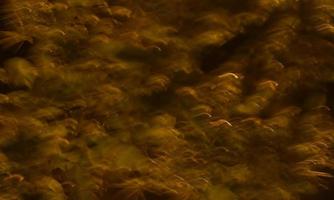 Bokeh images are caused by speed shooting. photo