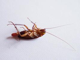 Cockroaches died from being hit by very ugly drugs. photo