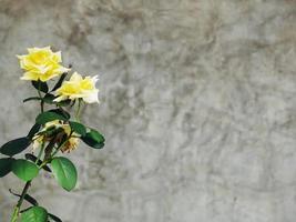 rosas amarillas floreciendo y fondo de pared de cemento marchito. foto