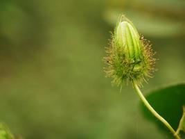 Green fruit of Passiflora foetida in the garden on the noon.This Photo with Blurred Background.