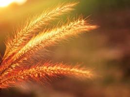 Scenery of flowers, grass and the light of the sun shining. photo