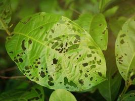 The leaves that have been gnawed and dented. photo