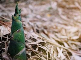 Bamboo shoots growing in a beautiful bamboo forest. photo