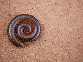 A millipede curled up in the sand. photo