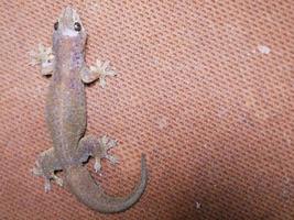 New molting lizard perched on the wall. photo