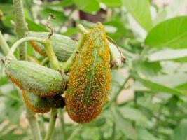 Many small insect pests Brown aphids cling to green leaves in the garden and damage them. photo