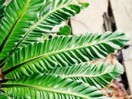 Helecho de nido de pájaro cobra, árbol auspicioso, que realza la dignidad y el honor, las hojas onduladas rizadas de una belleza única se pueden cultivar tanto en macetas para decorar la casa como plantadas junto a árboles grandes en el jardín. foto