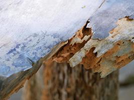 madera que ha sido dañada por una gran cantidad de termitas. foto