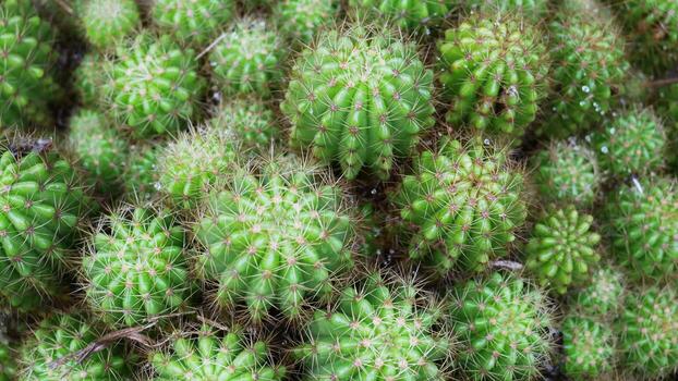 primer plano de catus espinoso, fondo de catus espinoso. foto