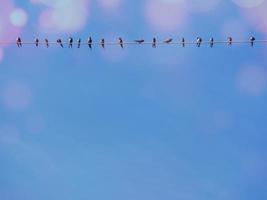 A bird was caught on a single wire. photo