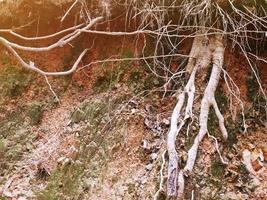 la tierra estaba rota y podíamos ver las raíces. foto